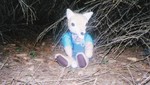 kanefox-hy7