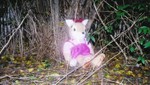katyfox-hy2