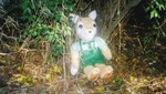 tarufox-hy1