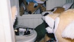 kanefoxwday2004 2